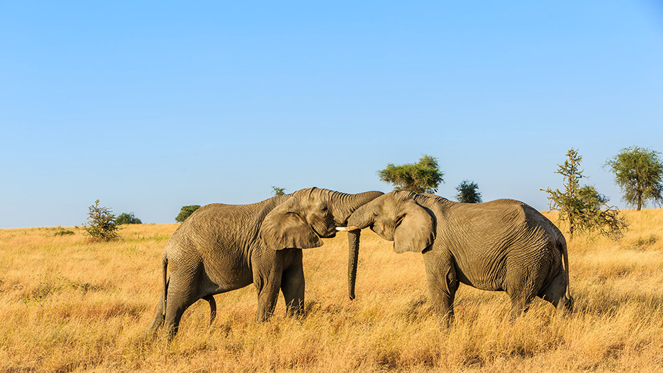 Dos elefantes entrelazan las trompas